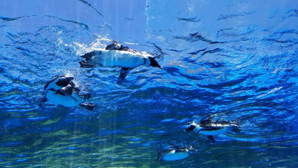 池袋サンシャイン水族館屋上のペンギン